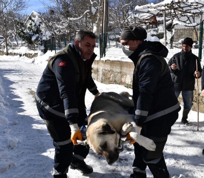 Belediyeden babo kpek mesaisi