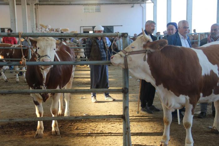 Kurban pazarlarnda hareketlilik yaanyor