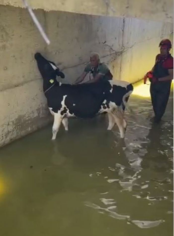 Kurban ncesi grnmez kaza! 2 bykba hayvan su deposuna dt