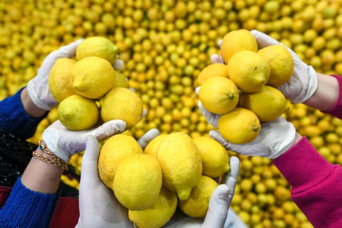 Mut, Glnar ve amlyaylada Bykehirden 10 ton limon datm