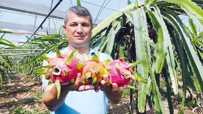 Babas iin ejder meyvesi yetitirdi, imdi ihra ediyor