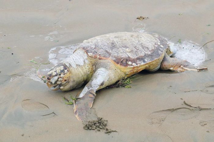 Erdemlide l Caretta Caretta plaja vurdu