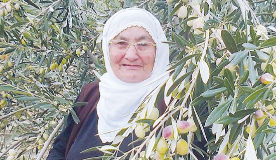 Mutta zeytin ve zeytinya hasad sezonu sona erdi