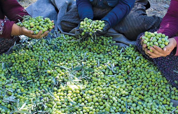 Kuraklk zeytinde rekolteyi drd, kaliteyi etkilemedi