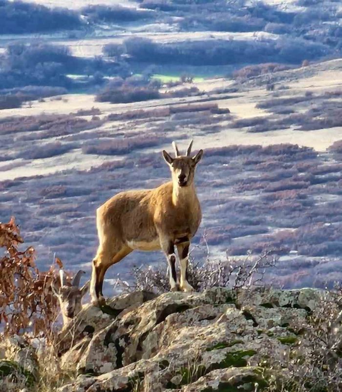 Koruma altnda bulunan da keileri Elaz'da grntlendi