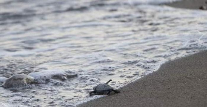 Mersinde Minik Caretta Carettalar Denizle Bulutu