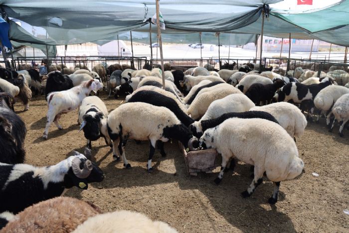 Mersinin En Byk Kurban Sat Alan Toroslarda