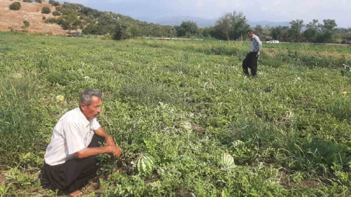 Karpuz tarlasn hasat etmeye giden iftiye Karga oku