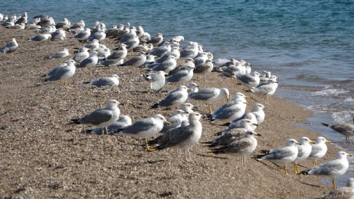 Manavgat sahilleri mart ve dier deniz kularyla dolup tamaya balad