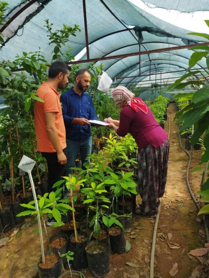 Gazipaada fidan satclar denetlendi