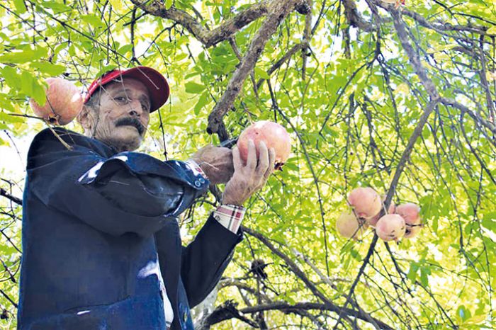 Narn ifaya dnen zahmetli yolculuu