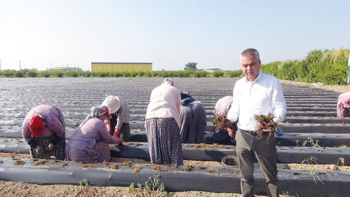 ilek retiminin yzde 40i Silifkede yaplyor