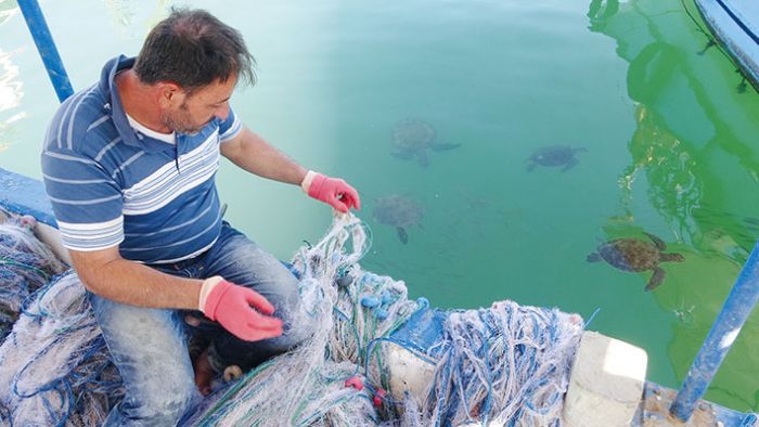 Carettalarla dost olan Mersinli balklar, onlar elleriyle besliyorlar