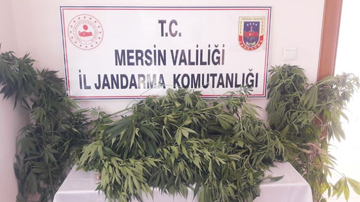 Mersin’de 116 kk kenevir bitkisi ele geirildi