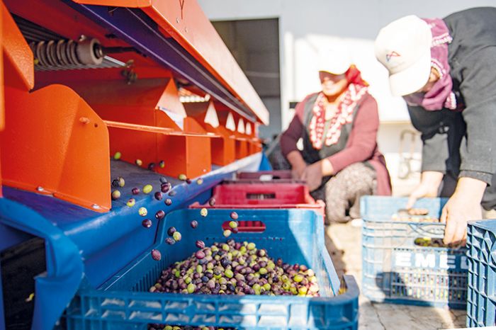 Bykehirden zeytin reticilerinin iini kolaylatran makine