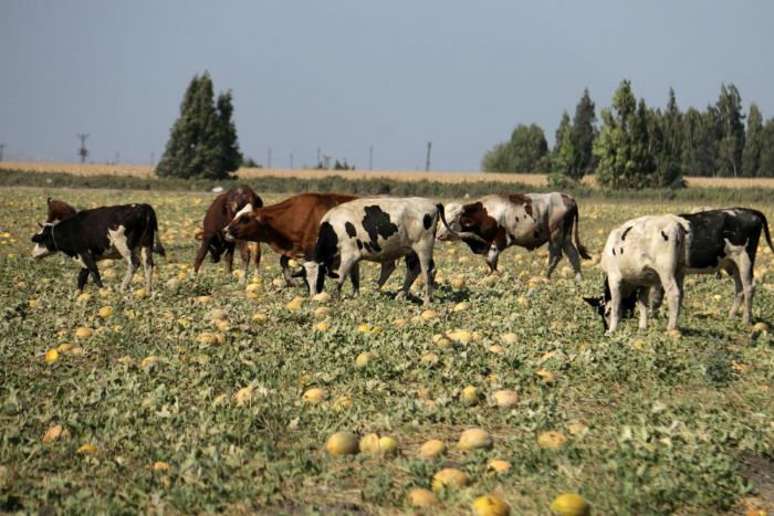 300 dnm arazideki kavunu hayrna brakmt, toplanmayan binlerce kavun hayvanlara yem oldu