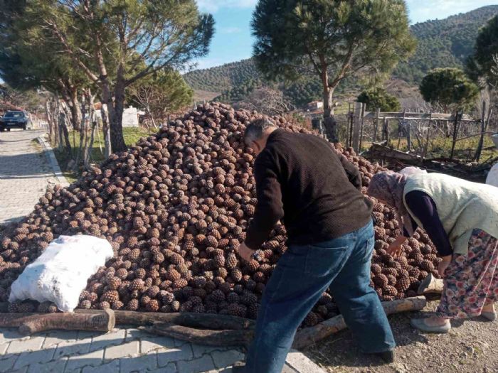 Burhaniyede kozalak rekoltesi iyi seyrediyor