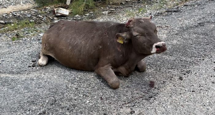 500 metrelik kayalktan den inek ar yaraland