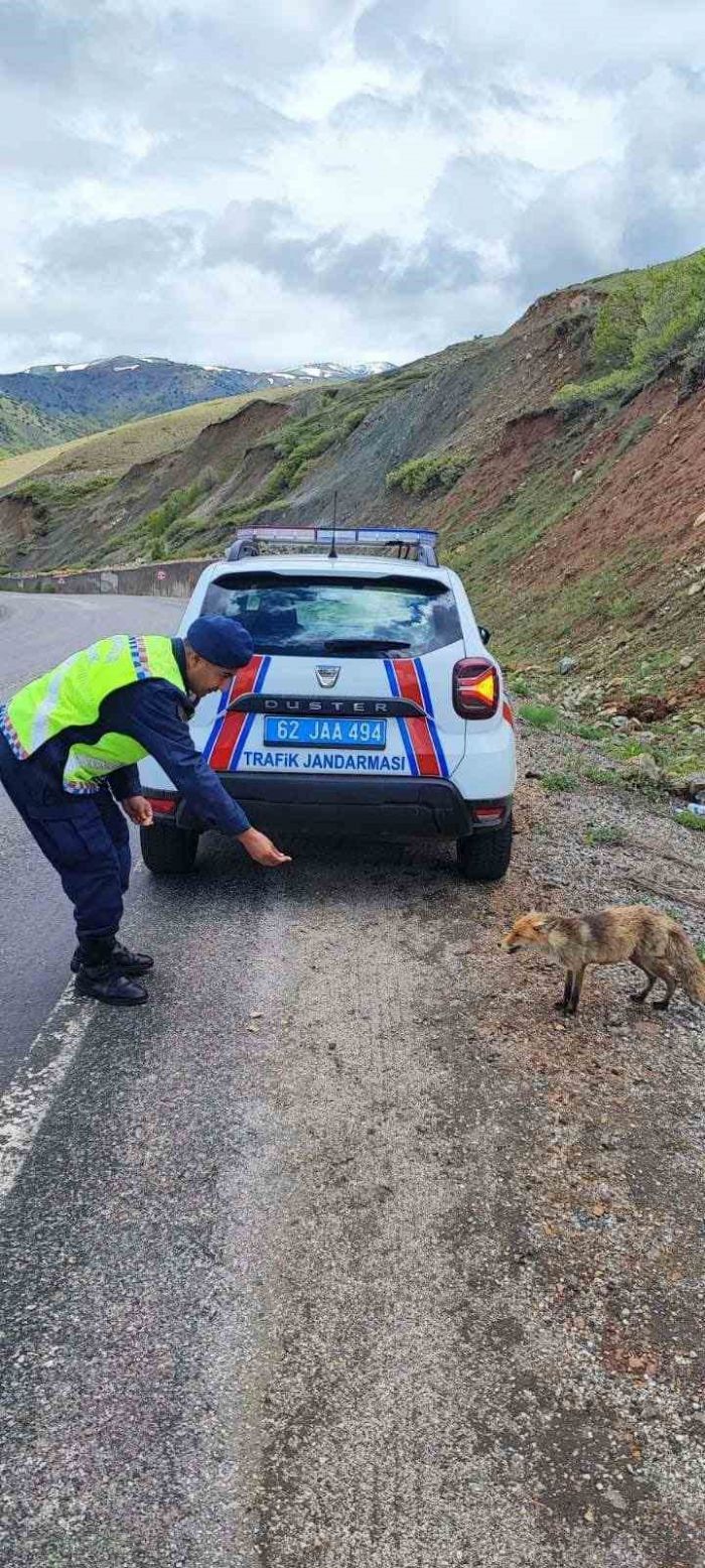 Jandarma ekibi tilkiyi elleri ile besledi