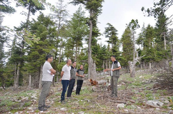 Mersin OGM, Tarsusta ormanclk faaliyetlerini inceledi