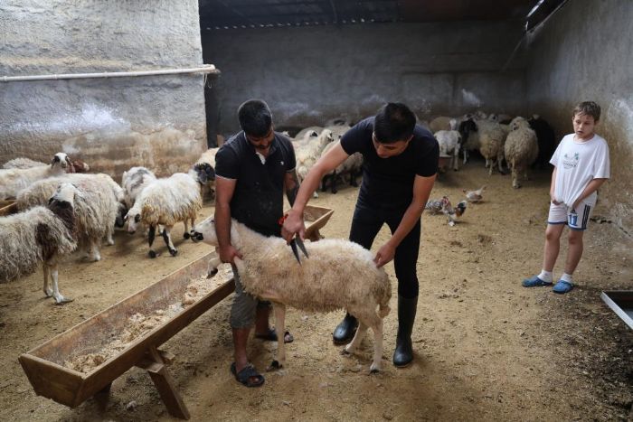 Koyun fiyatlarnda byk bir oyun var