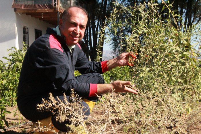 Pandemi dneminde ald orak araziyi tropikal meyve bahesine evirdi