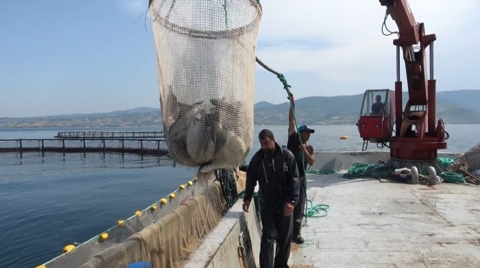 Hayvansal rn ihracatndan milyonlarca dviz geliri