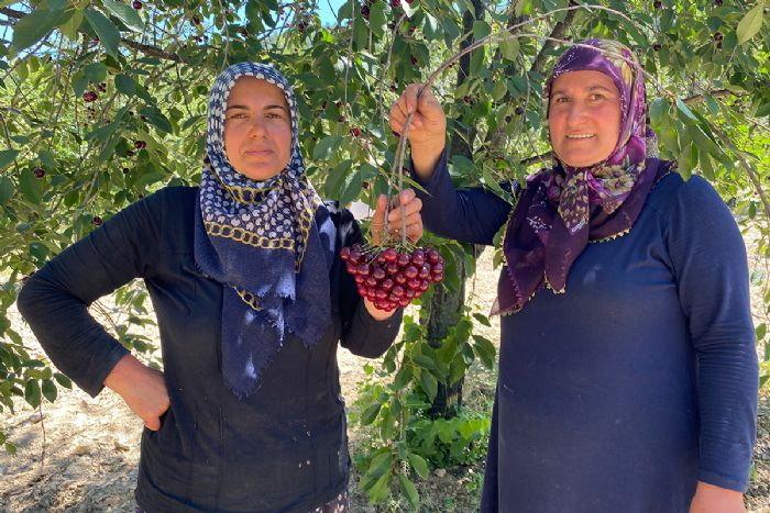 Corafi iaretli ’ubuk Vinesi’ni ar kesici olarak kullanyorlar