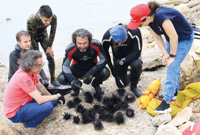 Akdeniz’de dikenli zehirli istilac denizkestanesi tehlikesi