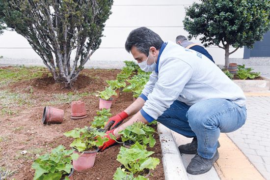 Yeniehir Belediyesi fidanl retiyor kent yeilleniyor