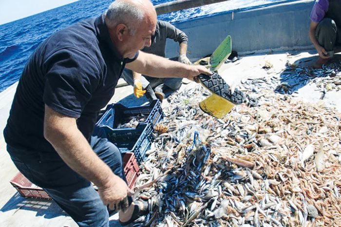 Akdenizde balktan ok p kyor, balk nadas istiyor