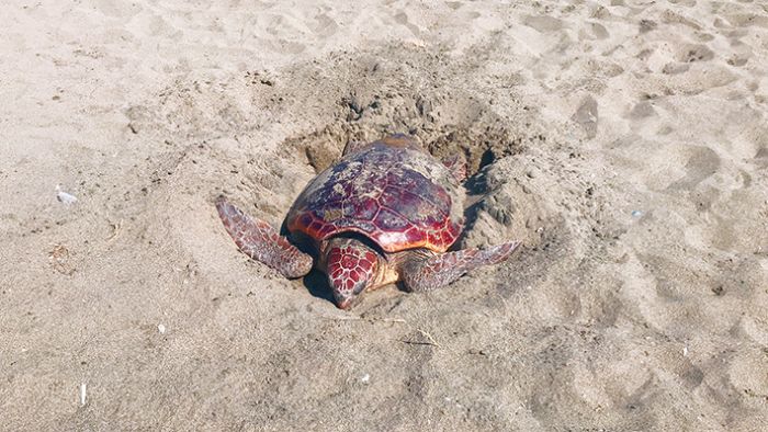 Caretta caretta, gndz vakti Mersin kumsalna yumurtasn brakt