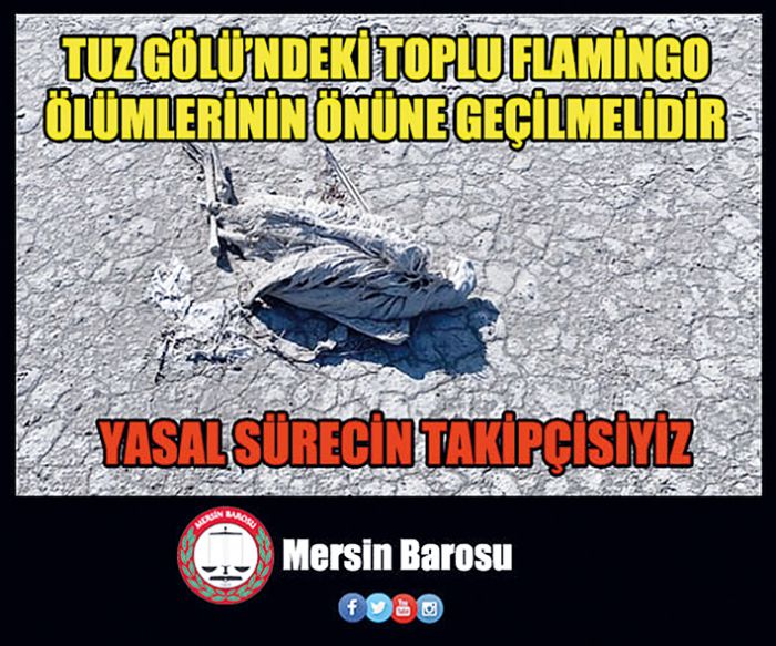 Mersin Barosundan Tuz Glndeki flamingo lmleri hakknda aklama