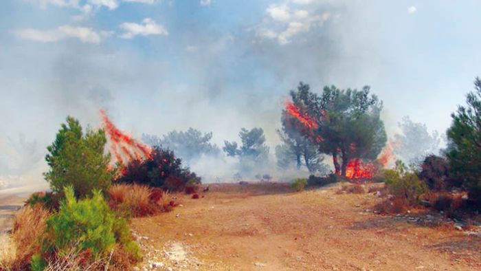 Silifkede allk alanda kan yangn ormana srad