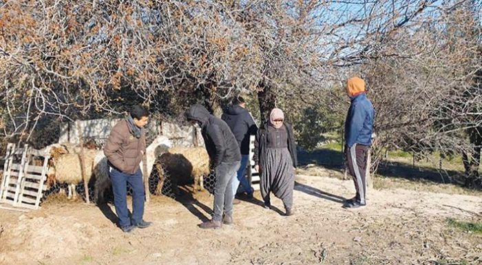 Mersin’de kpekler, 1 koyun ve 4 kuzuyu telef etti