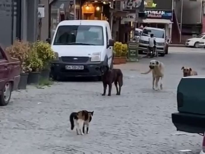 Cesur kedi boyundan byk 3 kpee kafa tutup sokaktan geirmedi   