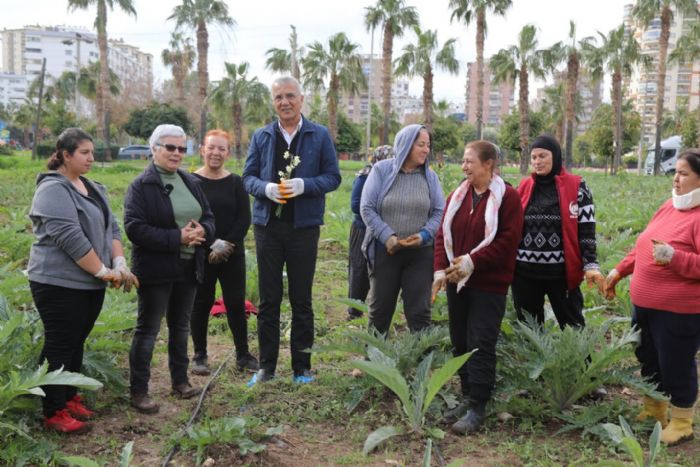 Mezitlinin kadnlar enginar retiyor