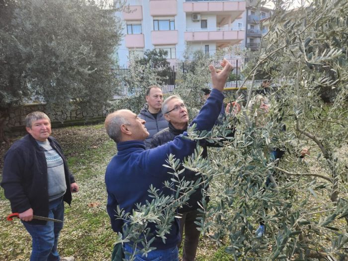 Zeytin budamay uygulamal rendiler