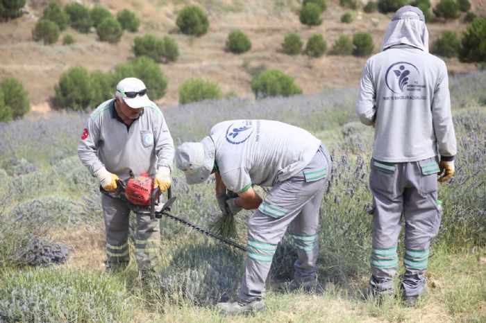 Merkezefendide lavanta hasad balad