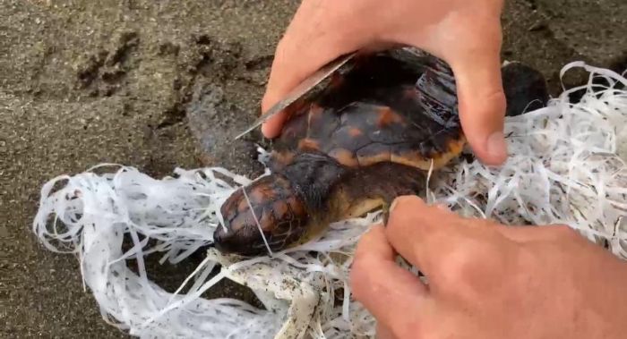 Cankurtaranlar uvala dolanan caretta carettay kurtard