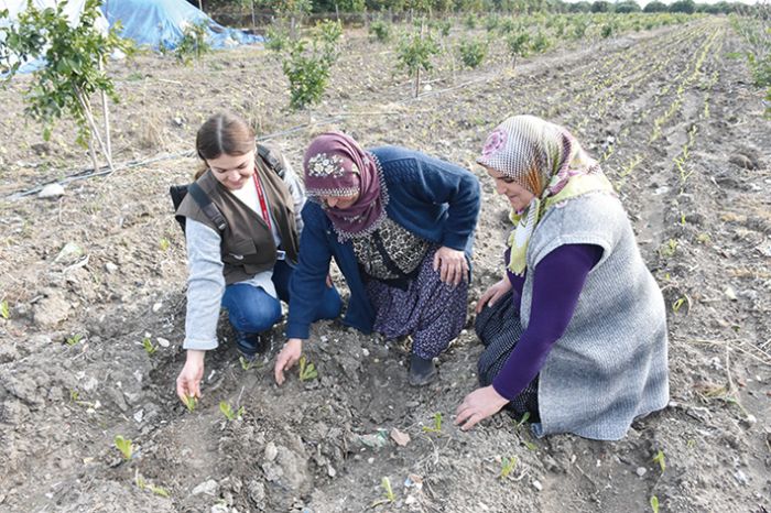 Tarsus Belediyesinin iftilere cretsiz datt fideler meyve vermeye balad