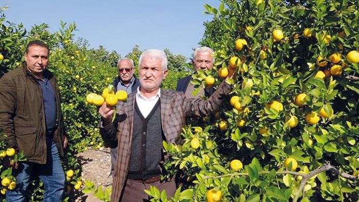 ’Limon, kooperatif marketlerinde satlsn’ ars