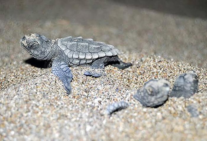 Bozyazda caretta carettalar iin sahilde klar kapatld