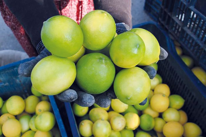 Mersin’den 60 lkeye limon ihracat