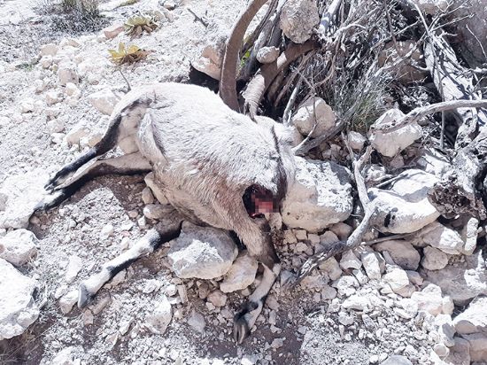 Mersin’de nesli tehlike altnda bulunan 7 yaban keisi l bulundu