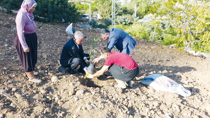 ifa kayna olacak keiboynuzu fidanlar toprakla bulutu