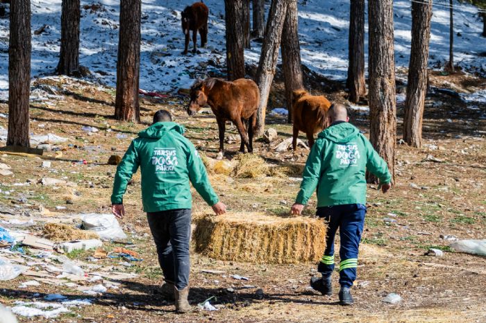 Karboaz'nn Ylk Atlar Bykehir'e emanet