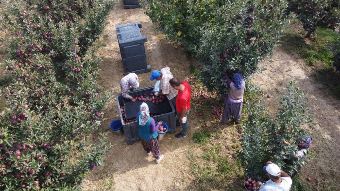 Beyehir'de Elma Hasad Devam Ediyor: rnler Yurt i ve Yurt Dna Gnderiliyor