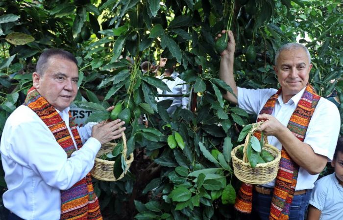 Foodfest Antalya Uluslararas Gastronomi Festivali kapsamnda avokado ve mango hasad yapld