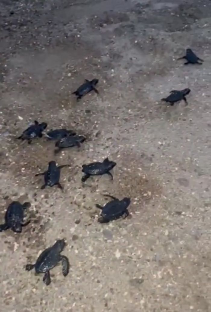 Sahilde mahsur kalan 23 caretta caretta yavrusu denize ulatrld